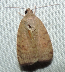 Austrocarea iocephala