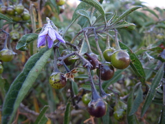 Solanum nitidum