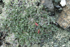 Oxytropis huddelsonii