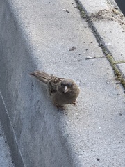 Passer domesticus