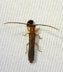 Oberea praelonga