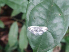 Rhombophylla edentata