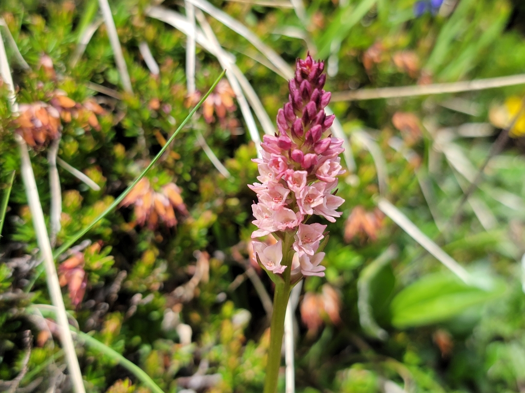 Gymnadenia × heufleri