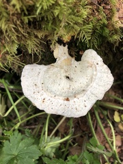 Calcipostia guttulata
