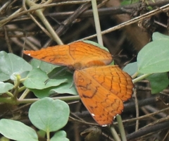 Ariadne ariadne