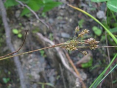 Luzula pallescens
