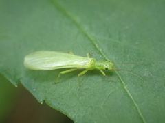 Alloperla