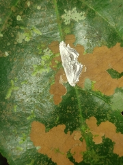 Rhombophylla edentata