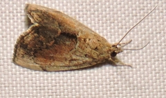 Crocidolomia suffusalis