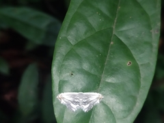 Rhombophylla edentata