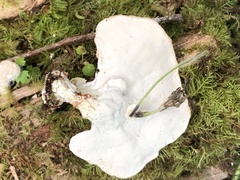 Calcipostia guttulata
