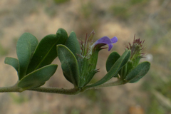 Blepharis integrifolia