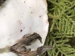 Calcipostia guttulata