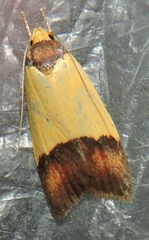 Heteroteucha dichroella