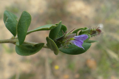 Blepharis integrifolia