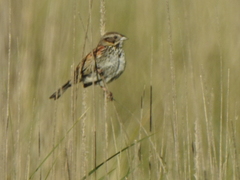 Xenospiza baileyi