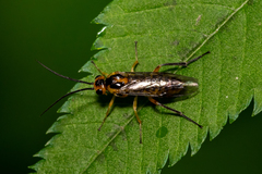 Euura tibialis