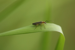 Nacerdes lateralis