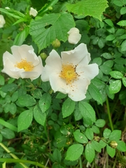Rosa arvensis