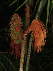Image of Oenocarpus mapora