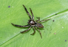 Yaginumaella lobata