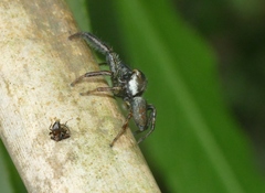Yaginumaella lobata