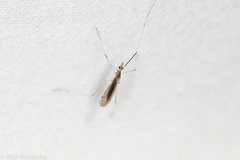 Gonomyia