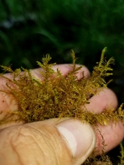 Sarmentypnum exannulatum