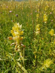 Rhinanthus alectorolophus