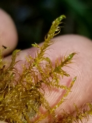 Sarmentypnum exannulatum