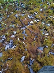 Sarmentypnum exannulatum