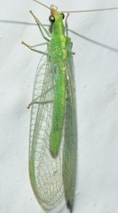 Chrysoperla lucasina