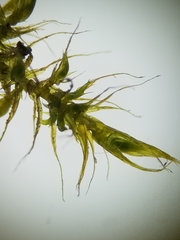 Sarmentypnum exannulatum