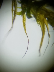 Sarmentypnum exannulatum