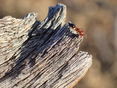 Crematogaster melanogaster