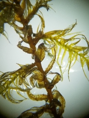 Sarmentypnum exannulatum