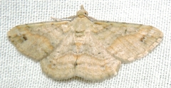 Scioglyptis lithenopa