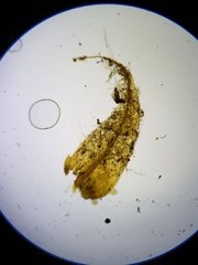 Sarmentypnum exannulatum