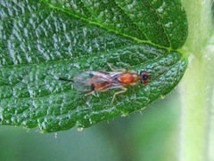Megastigmidae