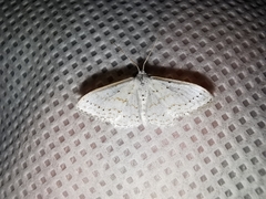 Idaea tacturata
