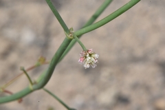 Eriogonum nutans glabratum