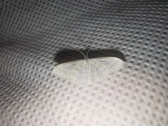 Idaea tacturata