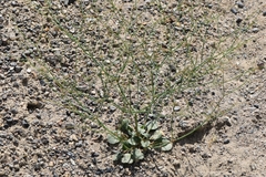 Eriogonum nutans glabratum