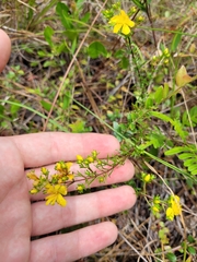 Hypericum tenuifolium