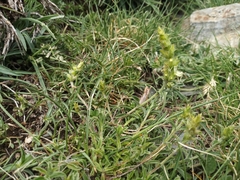 Sideritis hyssopifolia