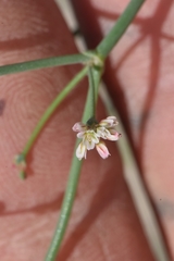 Eriogonum nutans glabratum