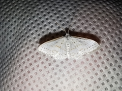 Idaea tacturata