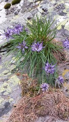 Phyteuma hedraianthifolium