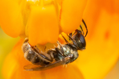 Lasioglossum