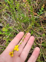 Hypericum tenuifolium